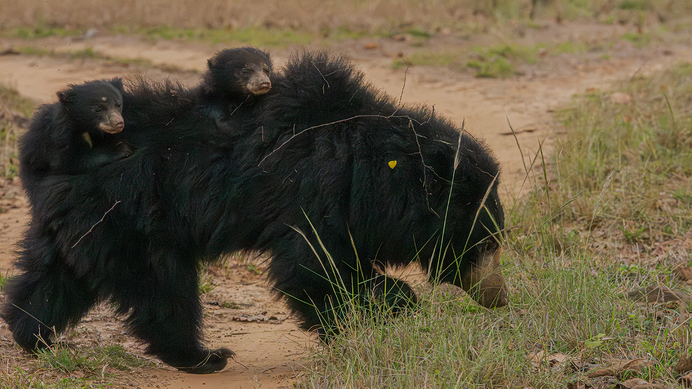 Sloth Bear carrying two cubs in Tadoba Tiger Reserve, Maharashtra
