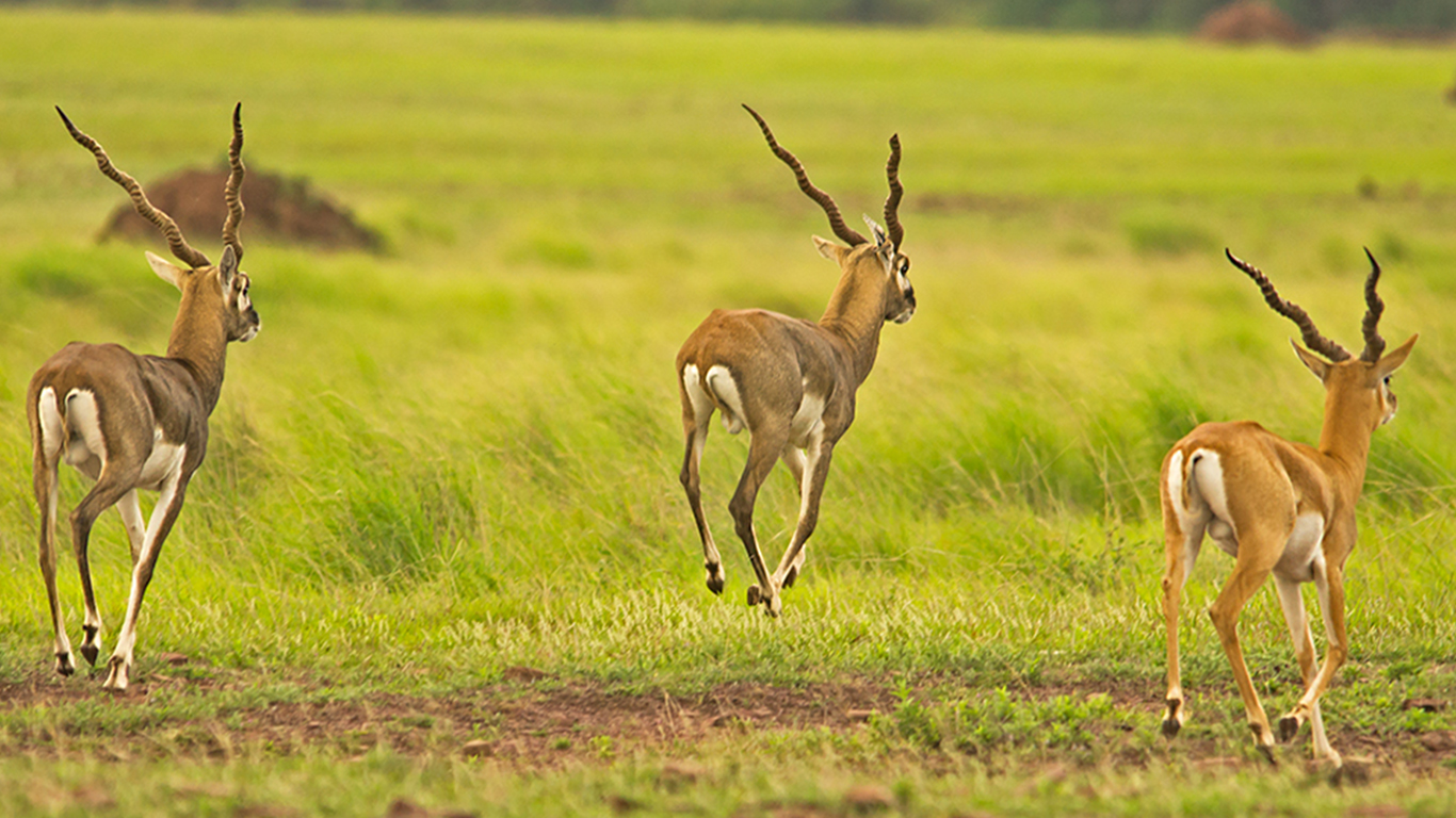 Grassland and scrubland habitats of India
