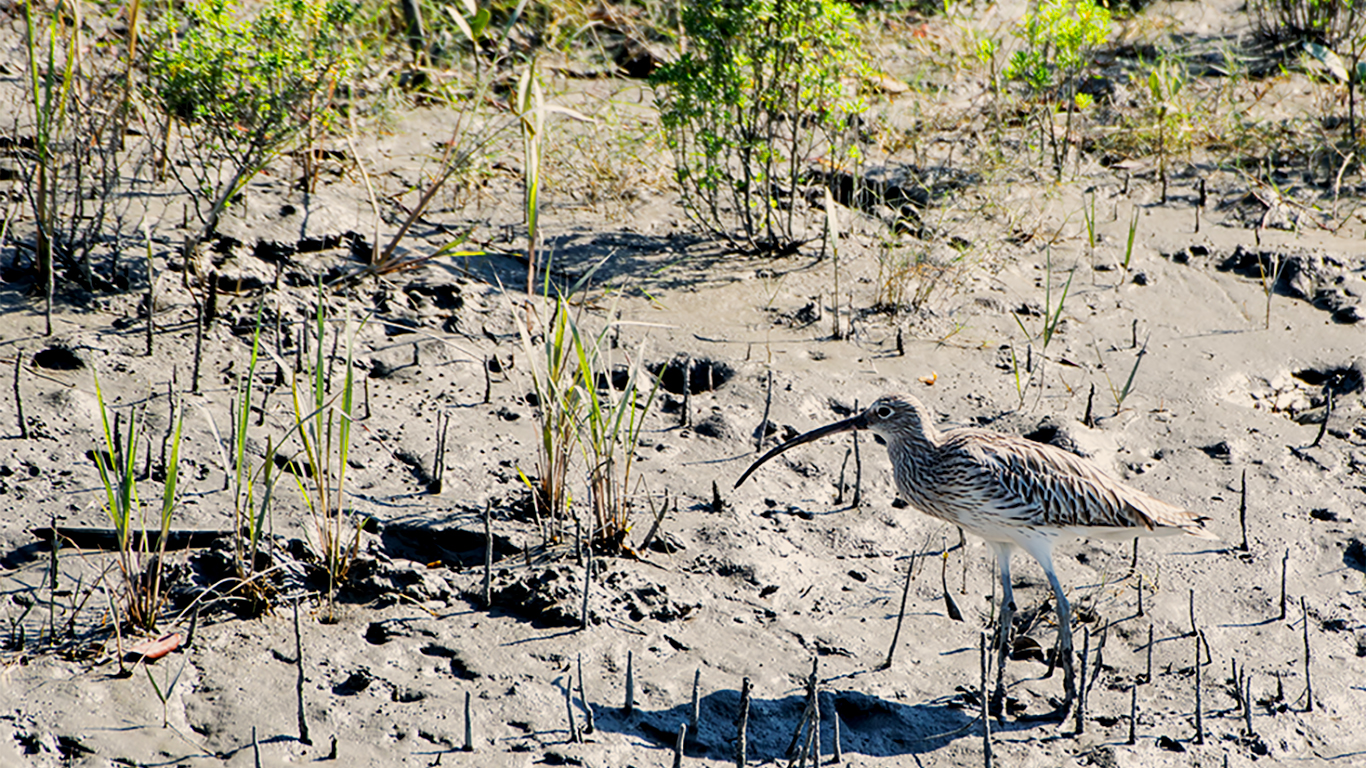 Mangrove and coastal habitats of India