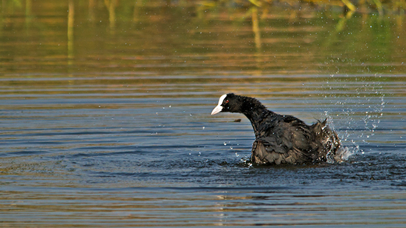 Wetland habitats of India