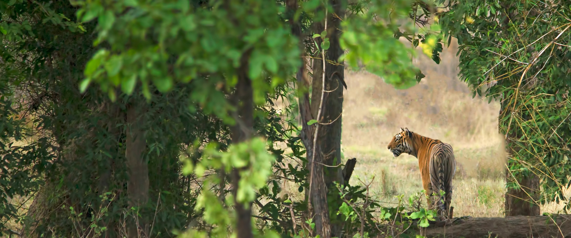 A Bengal tiger in the forests of Tadoba, representing India's untamed wilderness.